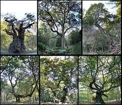 Savernake Forest