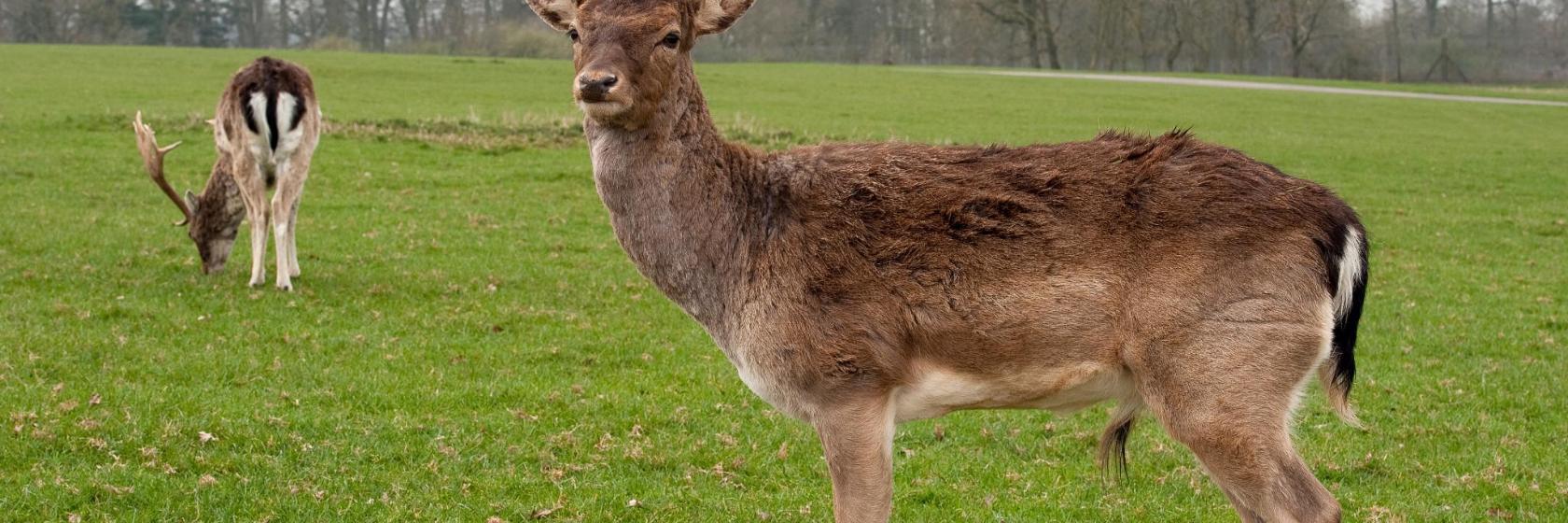 Longleat Safari Park